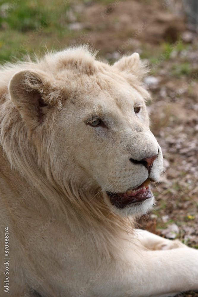 White Lion, panthera leo krugensis, Portrait of Male White Lion, panthera leo krugensis, Portrait of Male