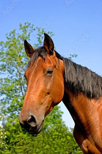 French Trotter Horse, Portrait of Mare, Normandy © slowmotiongli