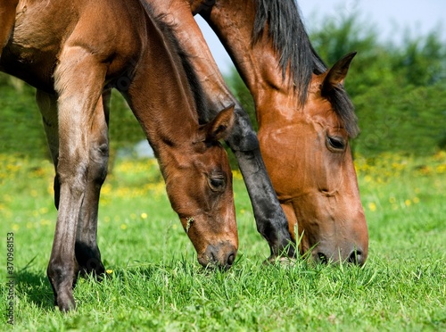 French Trotter Horse, Mare with Foal eating Grass, Normandy