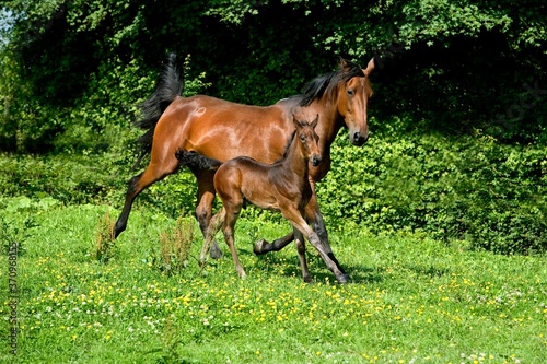 French Trotter Horse  Mare with Foal Trotting through Meadow  Normandy