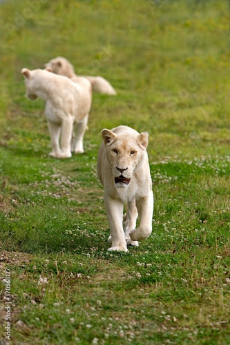 White Lion, panthera leo krugensis, Females walking on Grass