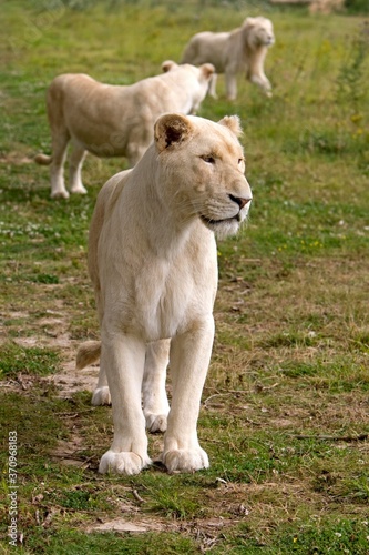 White Lion  panthera leo krugensis  Female standing on Grass