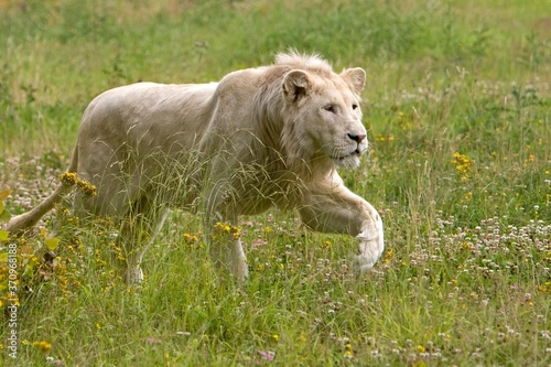 White Lion, panthera leo krugensis, Male walking on Grass photo