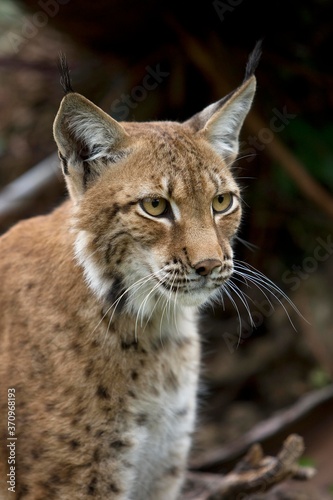 Siberian Lynx, lynx lynx wrangeli, Portrait of Adult