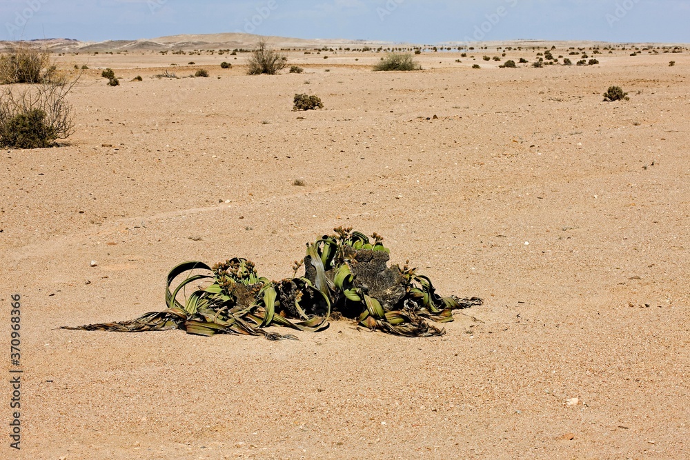 Obraz premium Welwitschia, welwitschia mirabilis, Living Fossil Plant, Namib Desert in Namibia