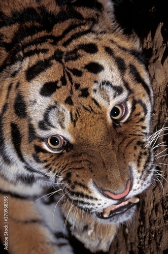 Siberian Tiger  panthera tigris altaica  Portrait of Adult