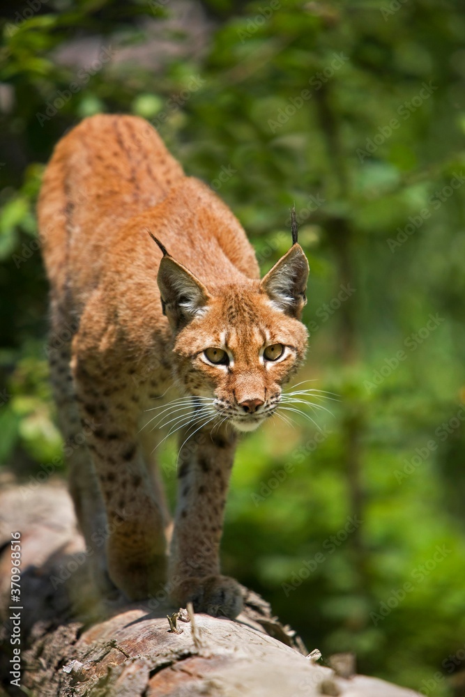 Obraz premium Siberian Lynx, lynx lynx wrangeli, Adult standing on Branch