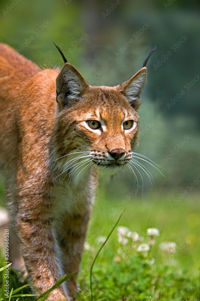 Siberian Lynx, lynx lynx wrangeli, Portrait of Adult Siberian Lynx, lynx lynx wrangeli, Portrait of Adult