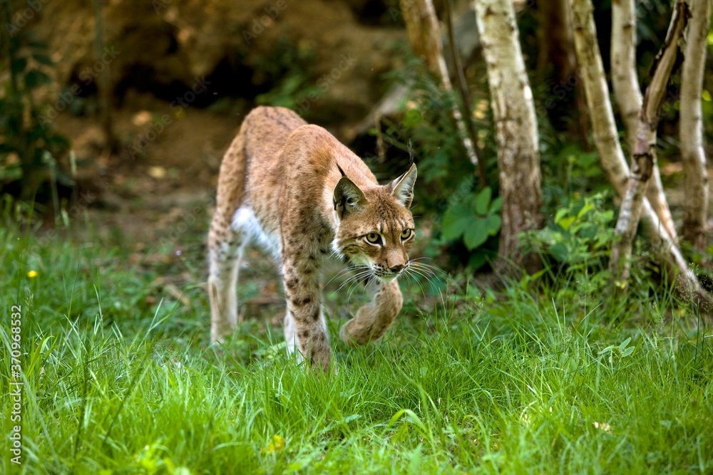 Siberian Lynx, lynx lynx wrangeli, Adult walking on Grass Siberian Lynx, lynx lynx wrangeli, Adult walking on Grass