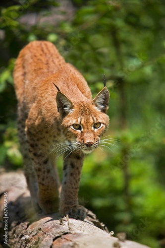 Siberian Lynx, lynx lynx wrangeli, Adult standing on Branch © slowmotiongli
