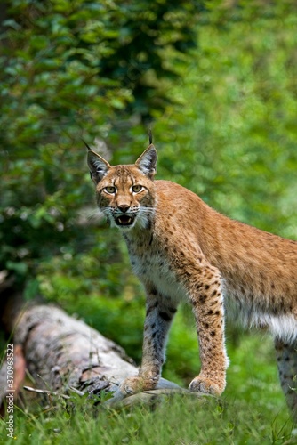 Siberian Lynx, lynx lynx wrangeli, Adult © slowmotiongli