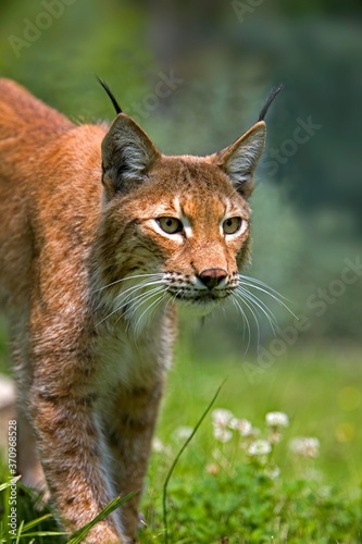 Siberian Lynx, lynx lynx wrangeli, Portrait of Adult © slowmotiongli