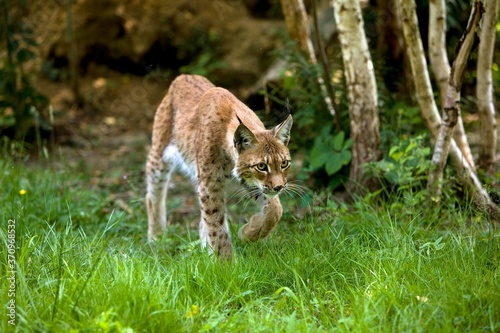 Siberian Lynx, lynx lynx wrangeli, Adult walking on Grass