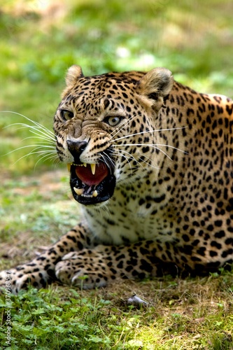 Amur Leopard, panthera pardus orientalis, Adult Snarling