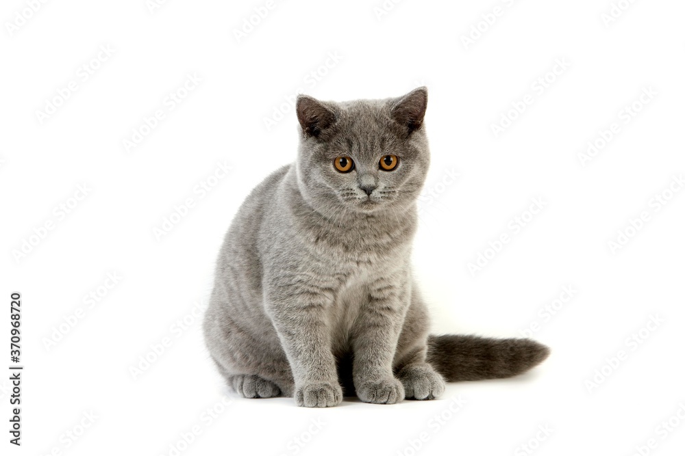 Blue British Shorthair Domestic Cat, Female sitting against White Background