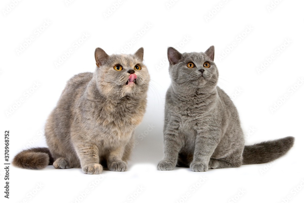 Blue Cream British Shorthair Female with Kitten Blue British Shorthair Domestic Cat against White Background