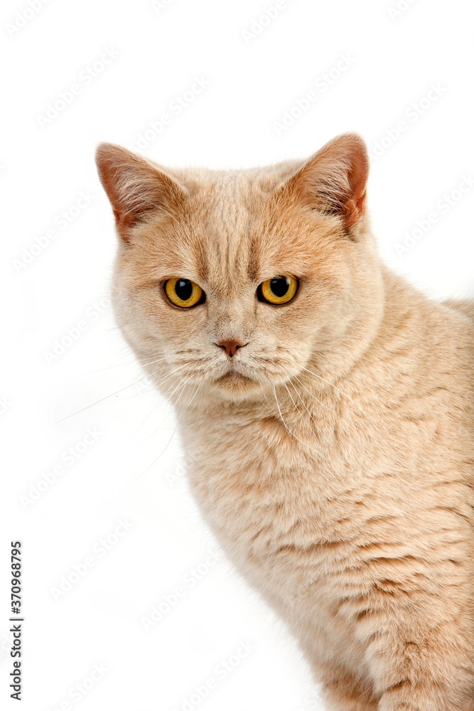 Cream British Shorthair Domestic Cat, Portrait of Female against White Background