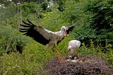 White Stork, ciconia ciconia, Pair with Chicks on Nest