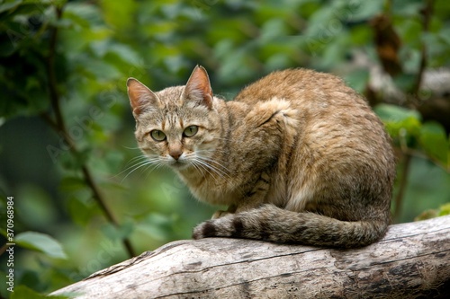 Wallpaper Mural African Wildcat, felis silvestris lybica, Adult standing on Branch Torontodigital.ca