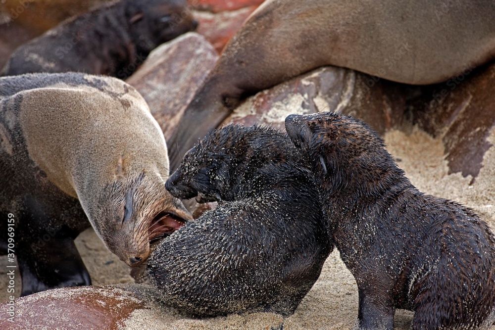 Fototapeta premium South African Fur Seal, arctocephalus pusillus, Female with two Youngs, Colony at Cape Cross in Namibia