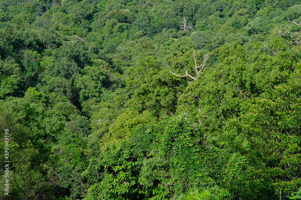 green leaf and tree in forest wallpaper