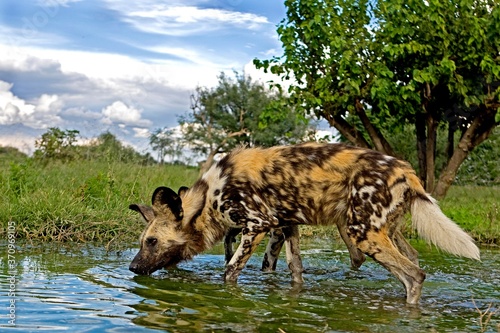 фотографія African Wild Dog, lycaon pictus, Adult standing in Water Hole, Namibia