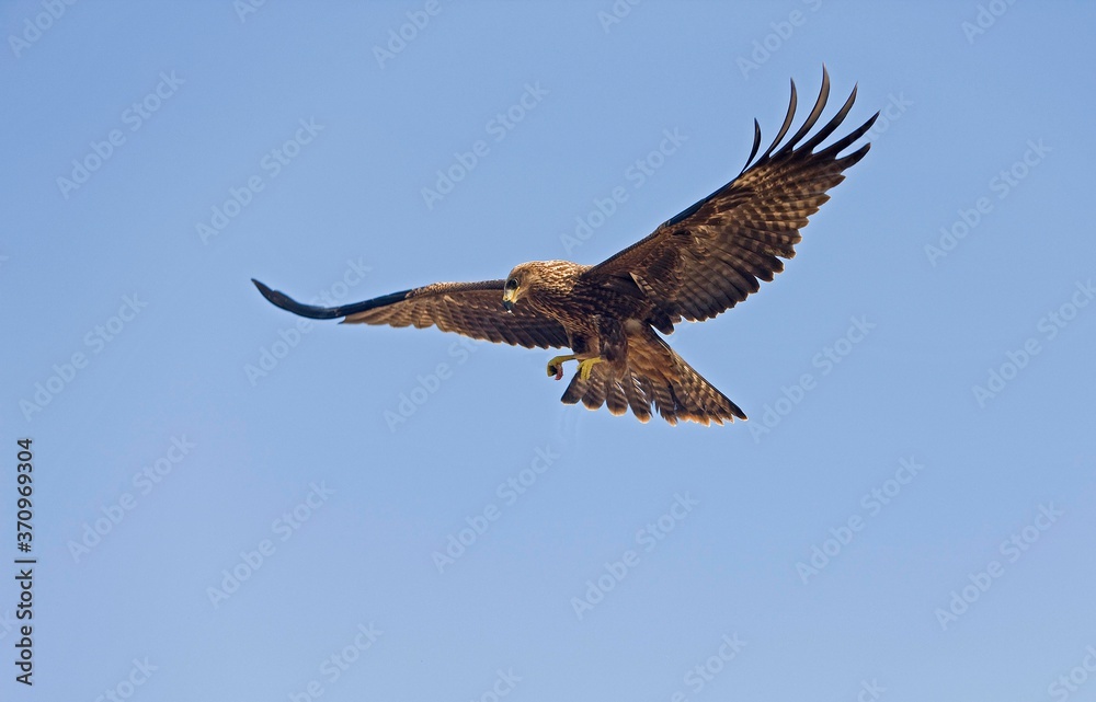 Black Kite, milvus migrans, Adult in Flight against Blue Sky Black Kite, milvus migrans, Adult in Flight against Blue Sky