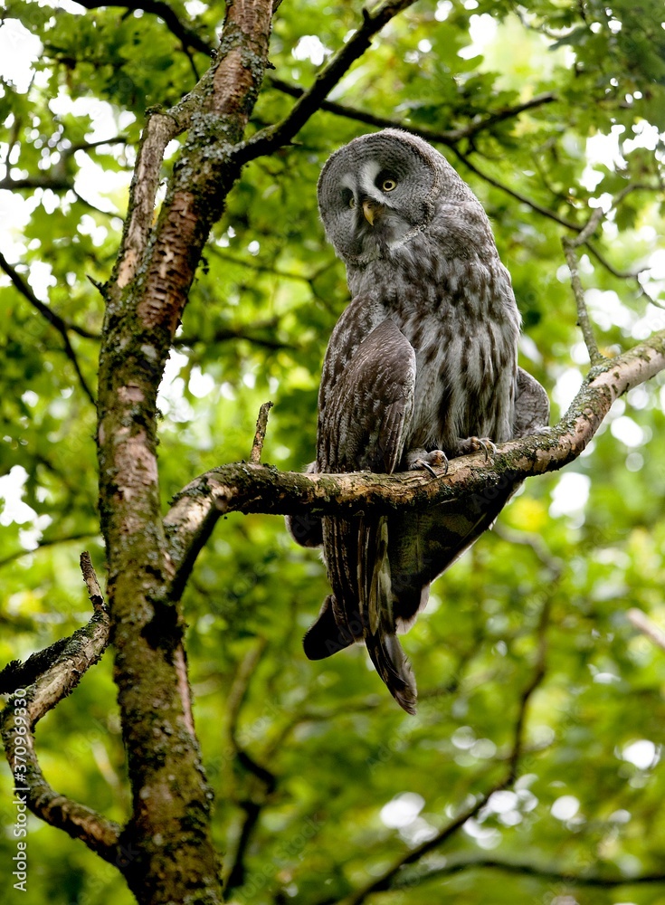 Great Grey Owl, strix nebulosa, Adult standing on Branch Great Grey Owl, strix nebulosa, Adult standing on Branch