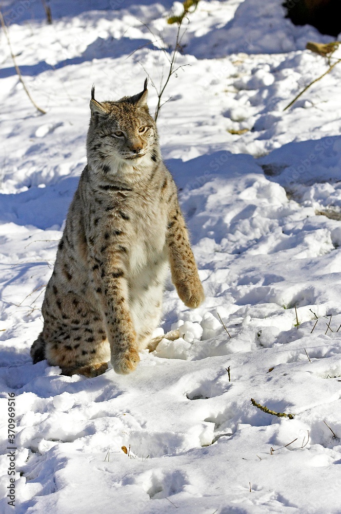 Obraz premium European Lynx or Eurasian Lynx, felis lynx, Adult standing in Snow
