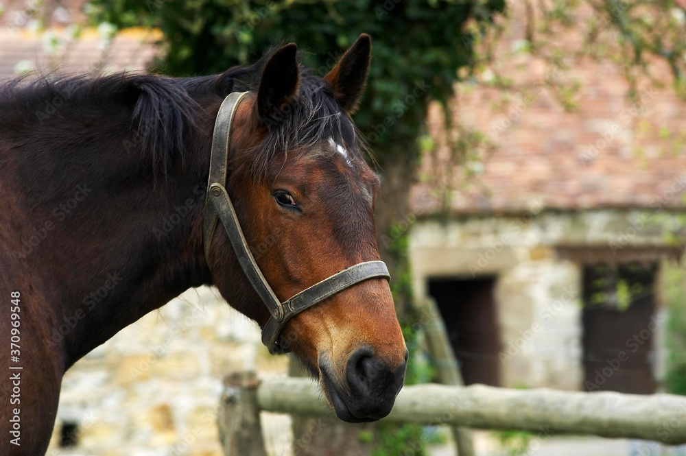 Cob Normand Horse, a Draft horse Breed from Normandy, Portrait with Halter Cob Normand Horse, a Draft horse Breed from Normandy, Portrait with Halter