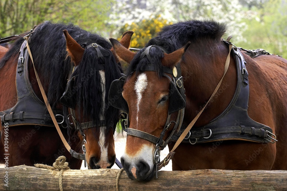 Obraz premium Cob Normand Horse, a Draft horse Breed from Normandy