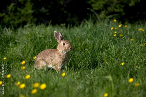 European Rabbit or Wild Rabbit, oryctolagus cuniculus, Adult standing in Yellow Flowers, Normandy © slowmotiongli