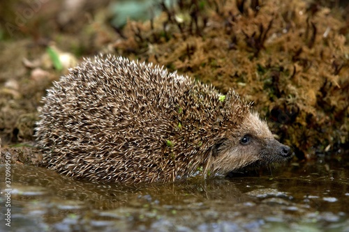 European Hedgehog, erinaceus europaeus, Adult standing in Water, Normandy