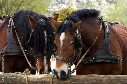 Cob Normand Horse, a Draft horse Breed from Normandy © slowmotiongli