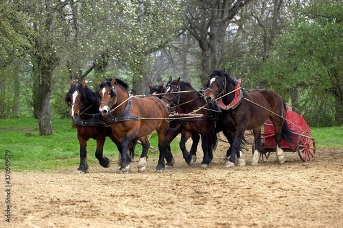 Cob Normand Horse, a Draft horse Breed from Normandy