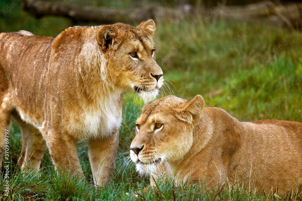 Fototapeta premium African Lion, panthera leo, Two Females