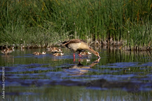 Egyptian Goose, alopochen aegyptiacus, Adult with Goslings standing in Water, Kenya