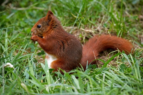 Red Squirrel, sciurus vulgaris, Adult standing on Grass, Eating, Normandy