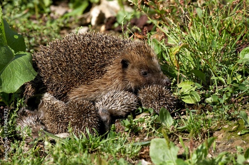 European Hedgehog, erinaceus europaeus, Female with youngs, Normandy photo