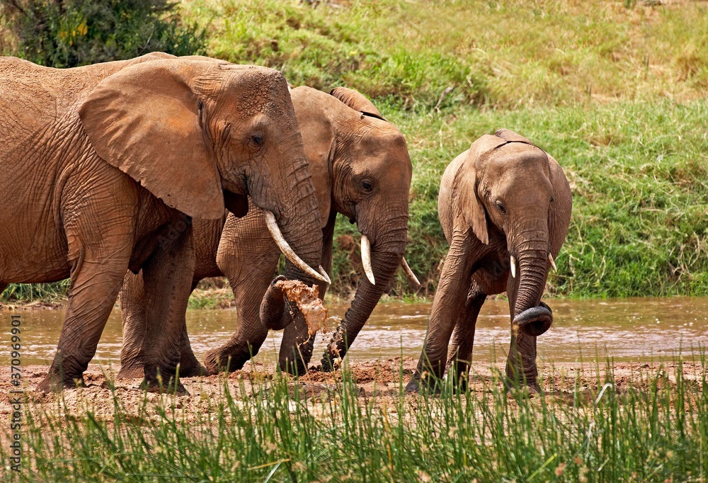 African Elephant, loxodonta africana, Group standing near River, Samburu Park in Kenya