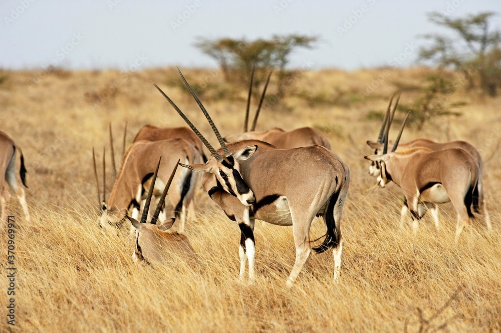 Fototapeta premium Beisa Oryx, oryx beisa, Herd in Savannah, Masai Mara Park in Kenya