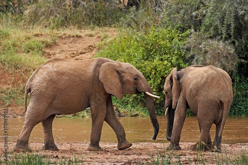African Elephant  loxodonta africana  Youngs standing near River  Samburu Park in Kenya