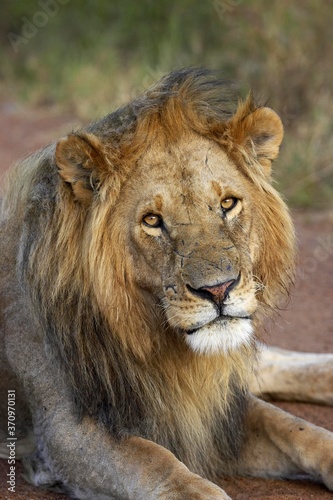 African Lion  panthera leo  Portrait d un Male  Masai Mara Park in Kenya