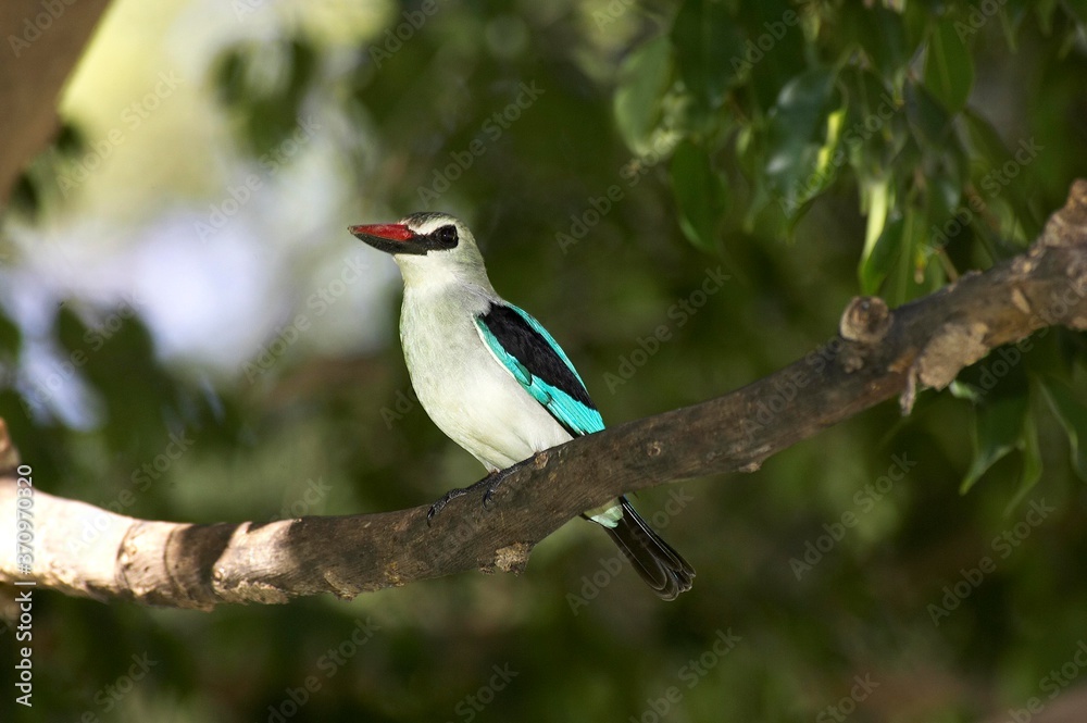 Woodland Kingfisher, halcyon senegalensis, Adult standing on Branch, Kenya