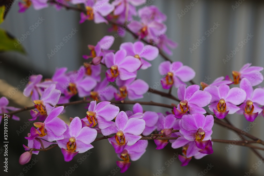Obraz premium Closeup of a purple orchid