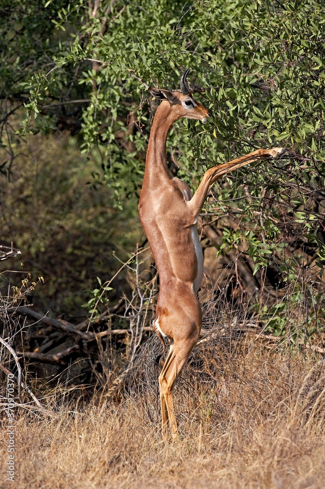 Gerenuk or Waller's Gazelle, litocranius walleri, Male standing on Hind  Legs, Eating Leaves, Samburu Parc in Kenya Stock-Foto | Adobe Stock
