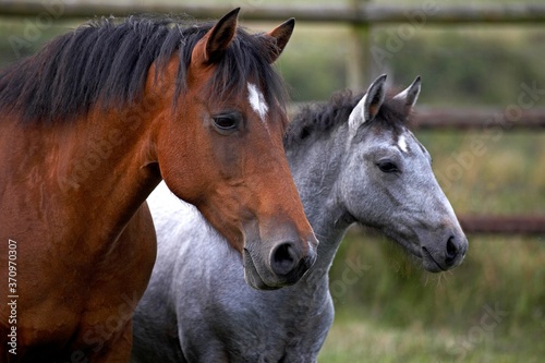 Connemara Pony, Portrait of Mare and Foal