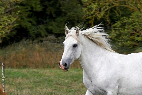 Connemara Pony, Mare standing in Paddock © slowmotiongli