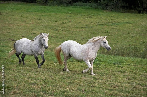 Connemara Pony trotting through Meadow