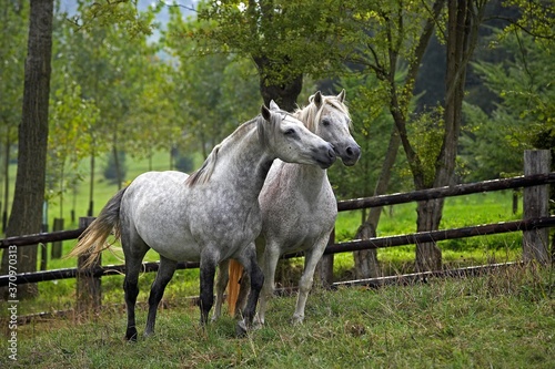 Cuadro en lienzo Connemara Pony standing in Paddock